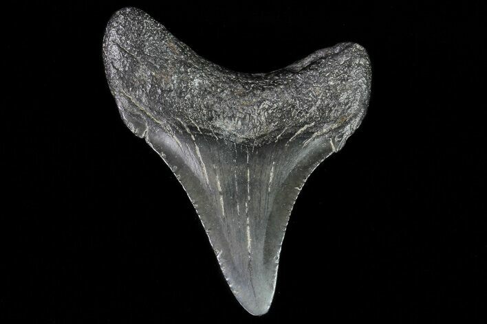Juvenile Megalodon Tooth - Georgia #75431